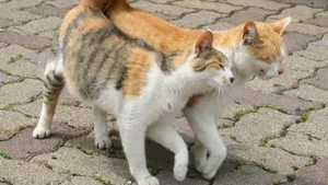 Best Sweet Cats Wallpaper