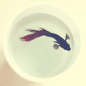 Betta Fish Art Wallpaper