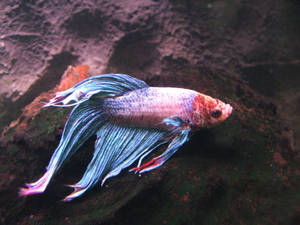 Betta Fish By Rocks Wallpaper