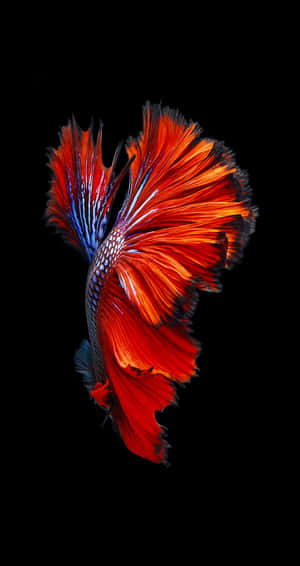 Betta Fish Delta Iphone 6s Default Wallpaper