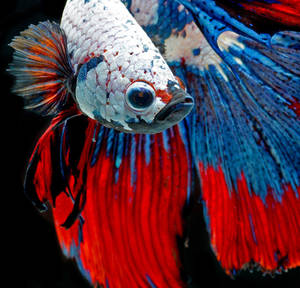 Betta Fish Up Close Wallpaper