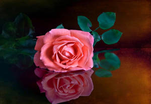 Big Bloom Of Beautiful Rose Hd Wallpaper