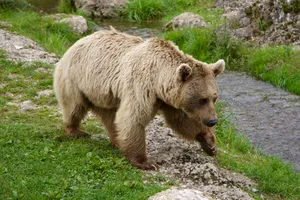 Big Brown Bear Wallpaper