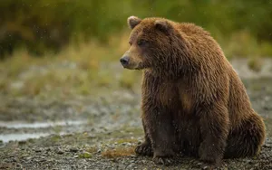 Big Brown Bear Wallpaper