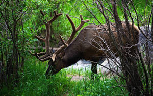 Big Buck Deer Eating Grass Wallpaper