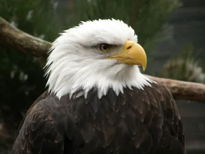 Big Eagle At Jungle Wallpaper