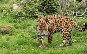 Big Fat Leopard On Grass Wallpaper