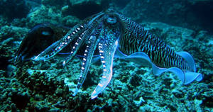 Big Firefly Calamari Wallpaper