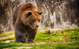 Big Kodiak Bear Walking Wallpaper