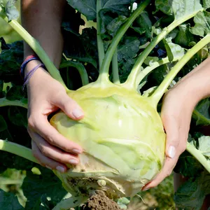 Big Kohlrabi Vegetable Wallpaper