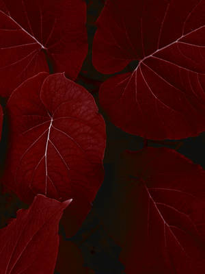 Big Red Leaves Iphone X Nature Wallpaper