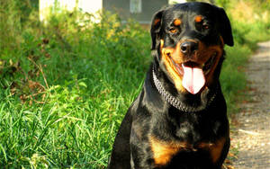 Big Rottweiler Dog Wallpaper