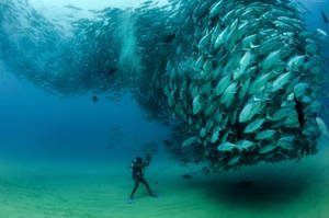Big School Of Fish Wallpaper