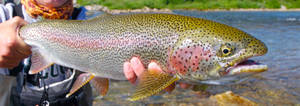 Big Trout Fish Wallpaper