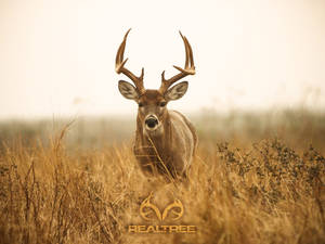Big Whitetail Deer Hunting Camera Wallpaper