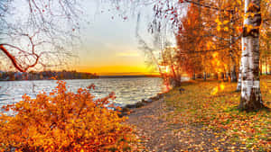 Birch Forest Fall Autumn Desktop Wallpaper