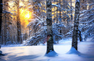Birch Tree Forest Winter Desktop Wallpaper