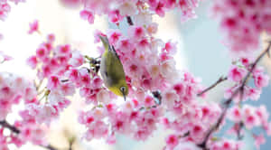 Bird And Cherry Blossom Cute Spring Desktop Wallpaper