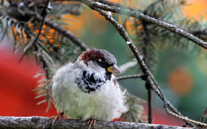 Bird In Nature Wallpaper