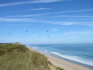 Birds Flying At Cape Cod Wallpaper