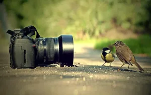 Birds Looking At Hd Photography Camera Wallpaper