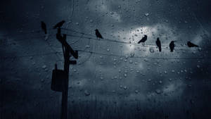 Birds Perched On Wires Most Beautiful Rain Wallpaper