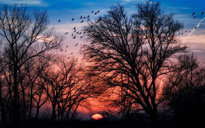 Birds Sunset Aesthetic Wallpaper