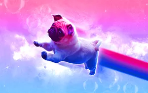 Bisexual Flag Pug Wallpaper