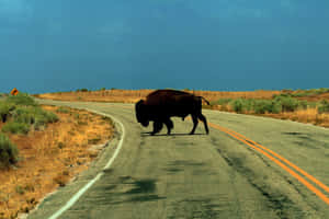 Bison Crossing Road Wallpaper