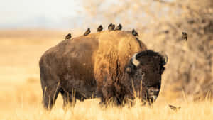 Bison_with_ Birds_ Perched Wallpaper