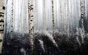 Black Aesthetic Collage Vegetation Wallpaper