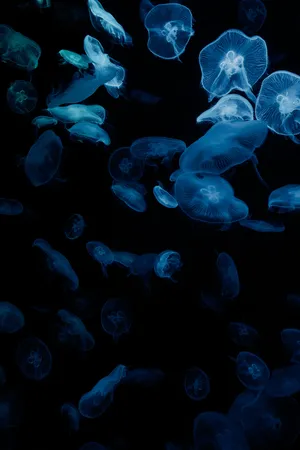 Black Aesthetic Moon Jellyfish Wallpaper