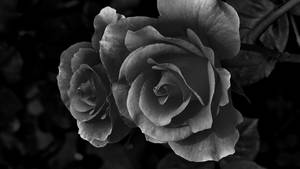 Black Aesthetic Rose Full Bloom Wallpaper