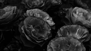 Black Aesthetic Rose Grayscale Bouquet Wallpaper