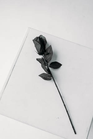 Black Aesthetic Rose On White Paper Wallpaper