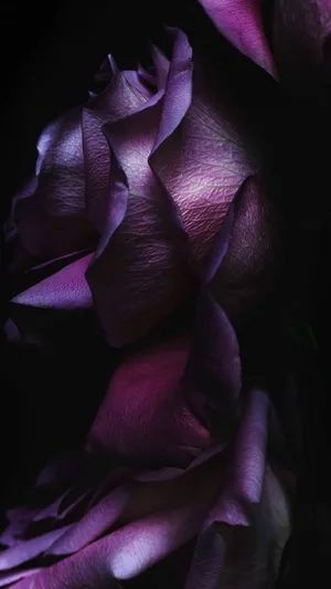 Black Aesthetic Rose Purple Petals Wallpaper