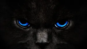 Black And Blue Fierce Cat Wallpaper