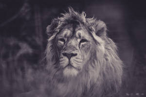Black And Gray Lion Wallpaper