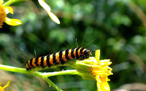 Black And Orange Caterpillar Insect Wallpaper