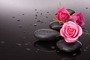 Black And Pink Aesthetic Roses Pebbles Wallpaper
