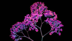 Black And Purple Aesthetic Flower Bush Wallpaper