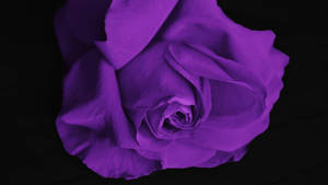 Black And Purple Aesthetic Rose Flower Wallpaper