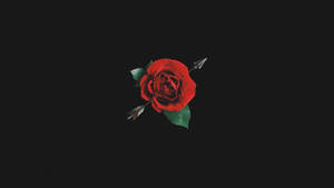 Black And Red Rose With Arrow Wallpaper