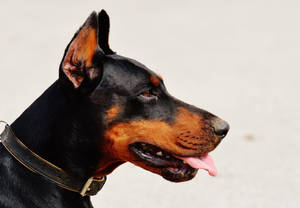 Black And Tan Doberman Pinscher's Head Wallpaper