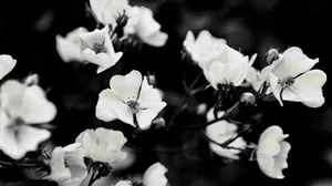 Black And White Aesthetic Blossoms On Bush Wallpaper
