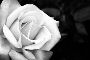 Black And White Beautiful Rose Hd Wallpaper