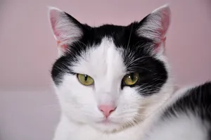 Black And White Cat Wallpaper
