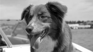 Black And White Dog At The Yacht Wallpaper