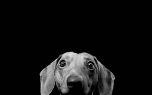 Black And White Dog Peeking From Below Wallpaper