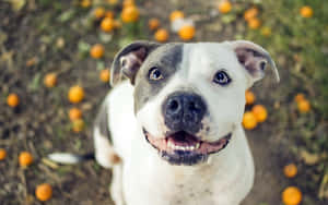 Black And White Dog Pitbull Wallpaper